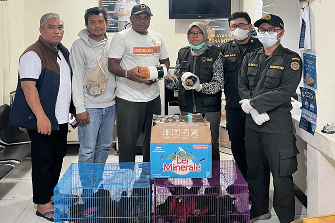 Foto berita: Karantina Papua Gagalkan Penyelundupan Puluhan Satwa Endemik di Pelabuhan Jayapura