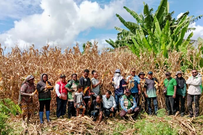 Foto berita: Panen Jagung di Nabire Barat, Kelompok Tani Mekar Sari Inspirasi Petani OAP Lain