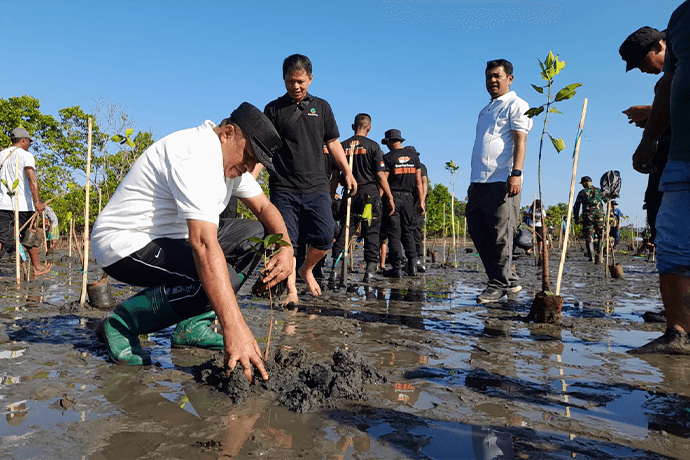 Foto berita: DLHKP Paputeng Tanam Seribu Mangrove